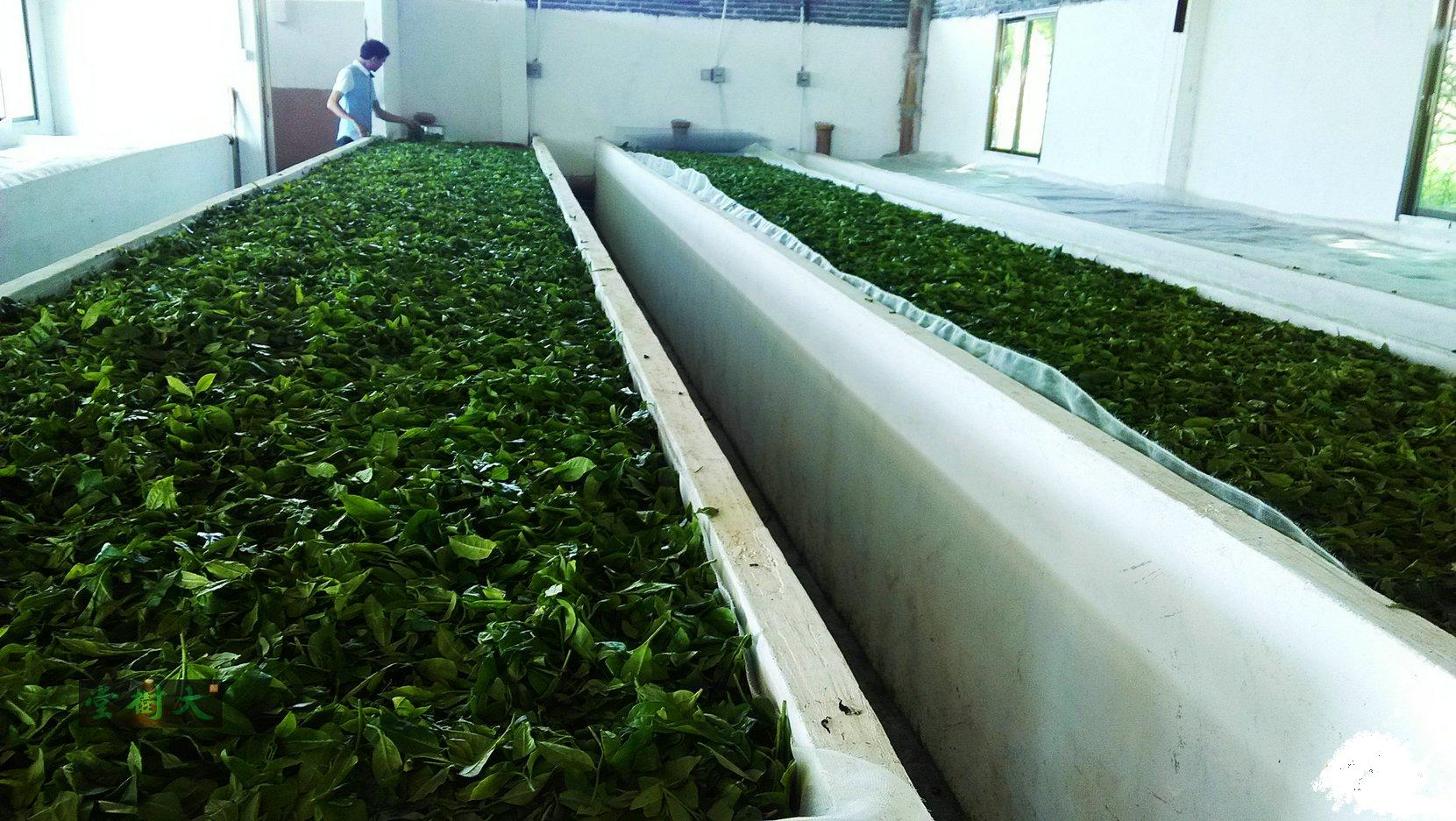 青茶如何进行乌龙茶分类,茶知识的讲解