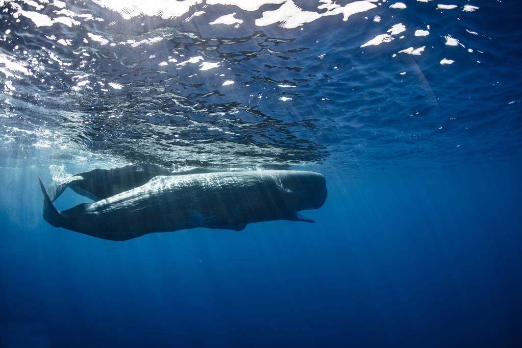 11月2日，两人险葬身鲸腹，其实，百年前曾有人被鲸活吞一日夜