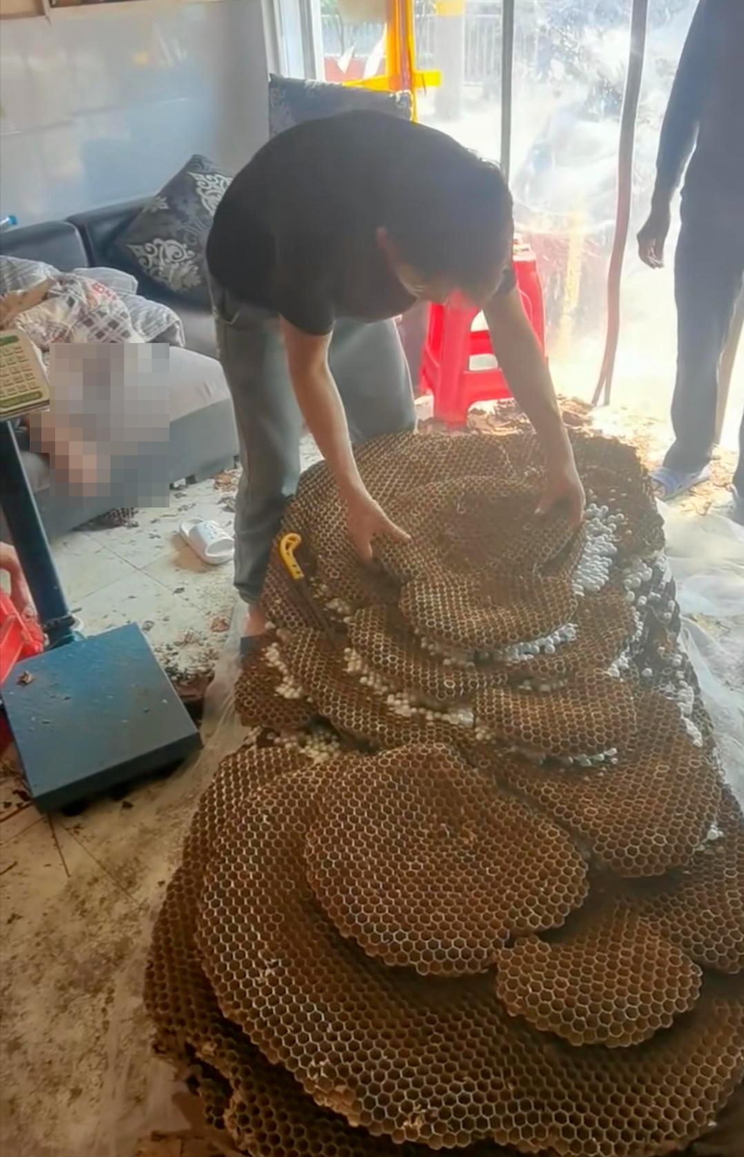 罕见！四川一男子收获2.4米196斤红娘大黑蜂蜂窝，它究竟有多毒？