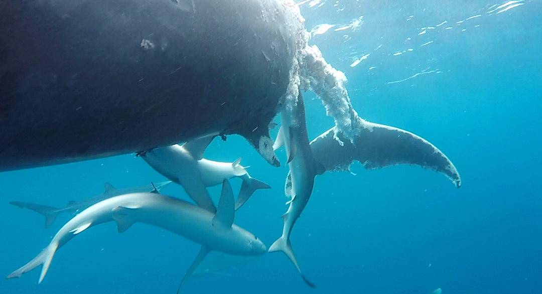 鲨鱼的视觉嗅觉听觉哪个强,鲨鱼有什么特殊的本领