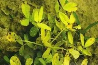 作物顶端黄叶怎么回事,作物黄叶有哪些问题