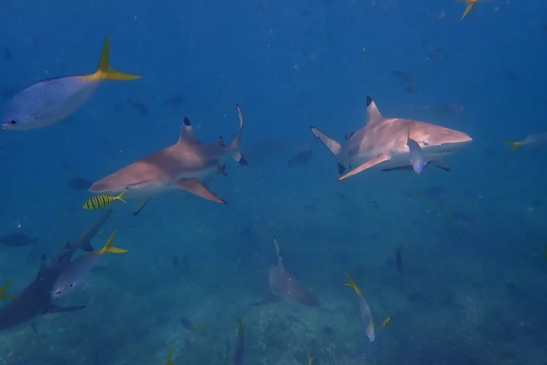 帕劳金色水母,帕劳水母旅行