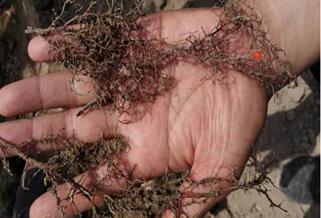 遇到肥料用多烧苗的补救方法,肥料使用过度怎么办