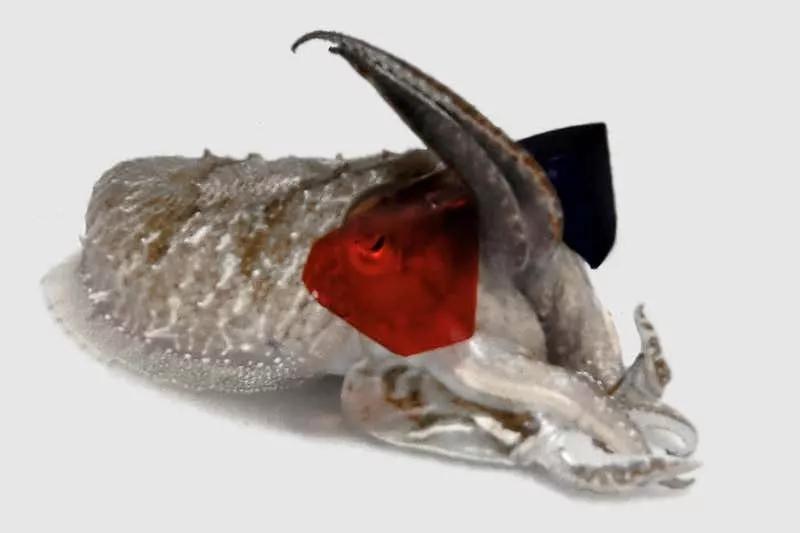 全球首创脑机接口软体机器人,脑科学日报官网