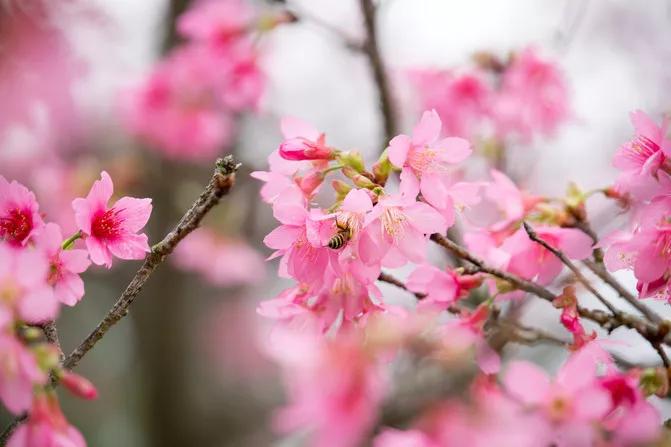 偷偷告诉你驴友们常去的从化小众特色小镇~比森林公园更美更好玩