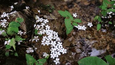 暮春：风住尘香花已尽，清风明月两相依
