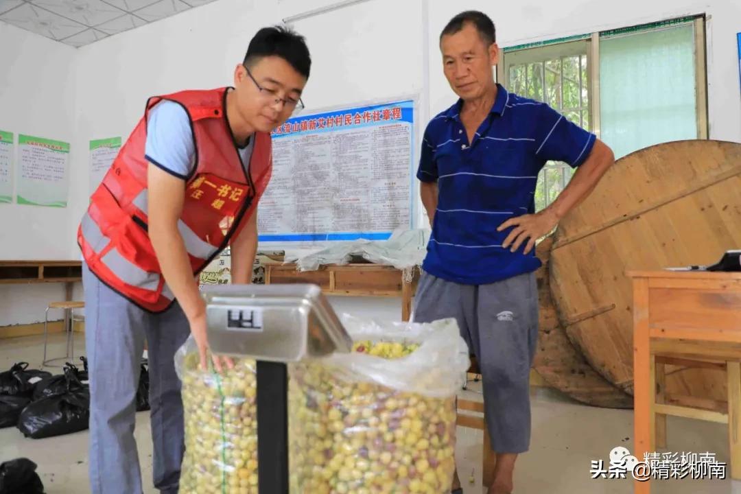 乡镇辣椒丰收信息,火红的辣椒映出红红火火的日子