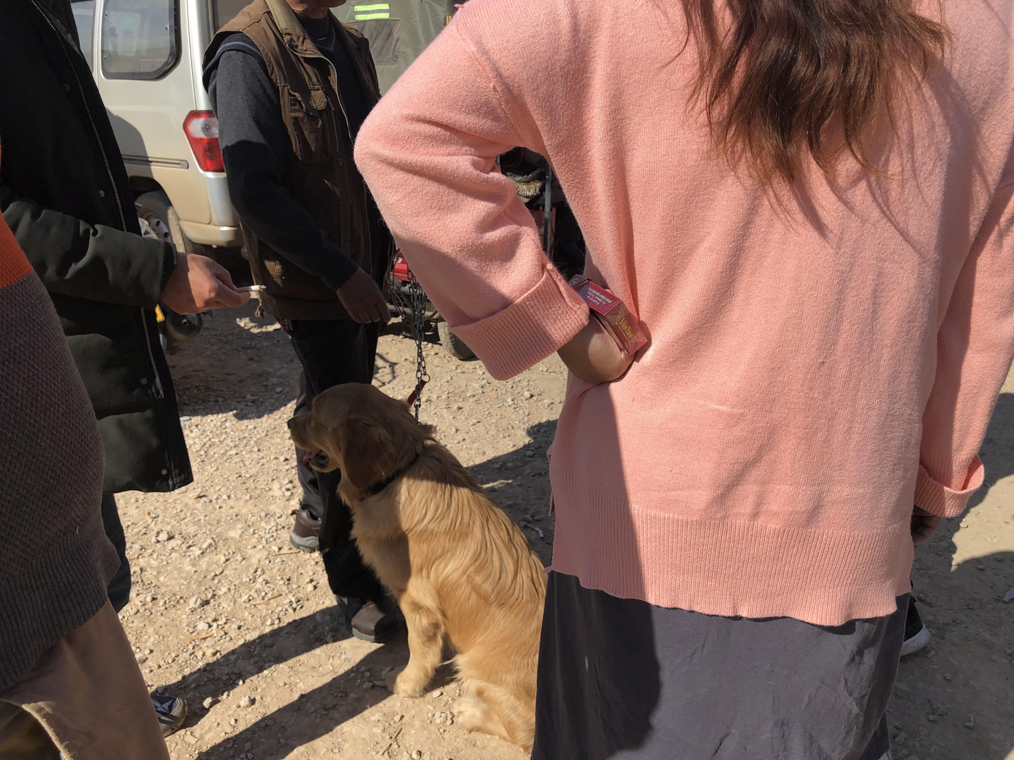 男子出售狗,去狗市场买金毛犬400块钱