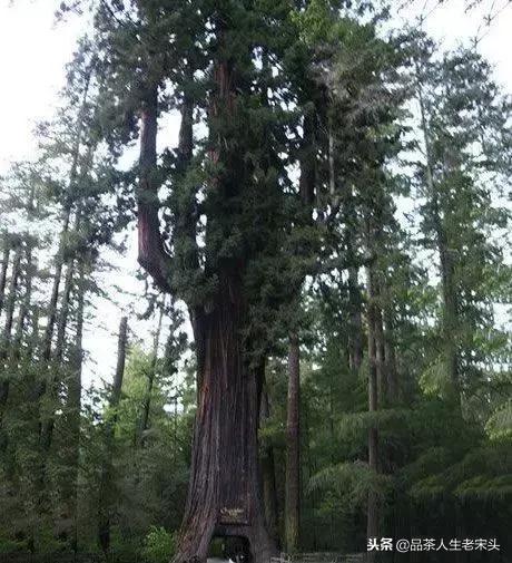 最新世界十大“怪”,最后一个太绝了!