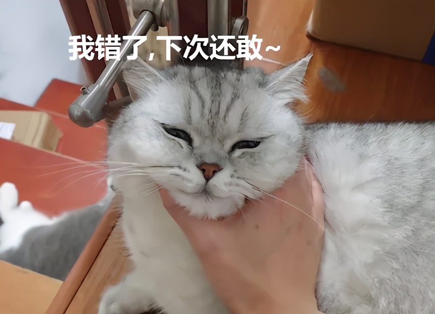 养了十多天的猫损失了几万元,偷偷养只猫最后全军覆没