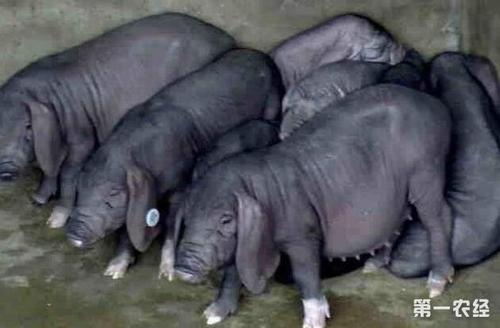 作为我国繁殖力最高、产仔数最高的猪种,太湖猪的优点有哪些