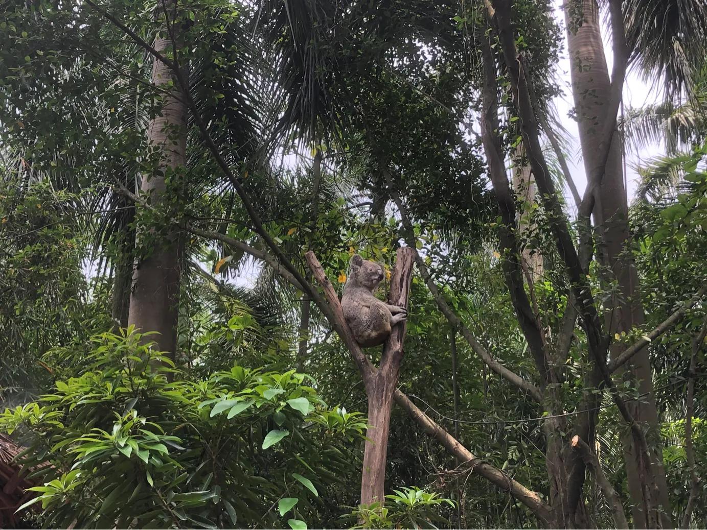 暑期广州长隆野生动物世界门票,长隆海洋王国和野生动物园门票