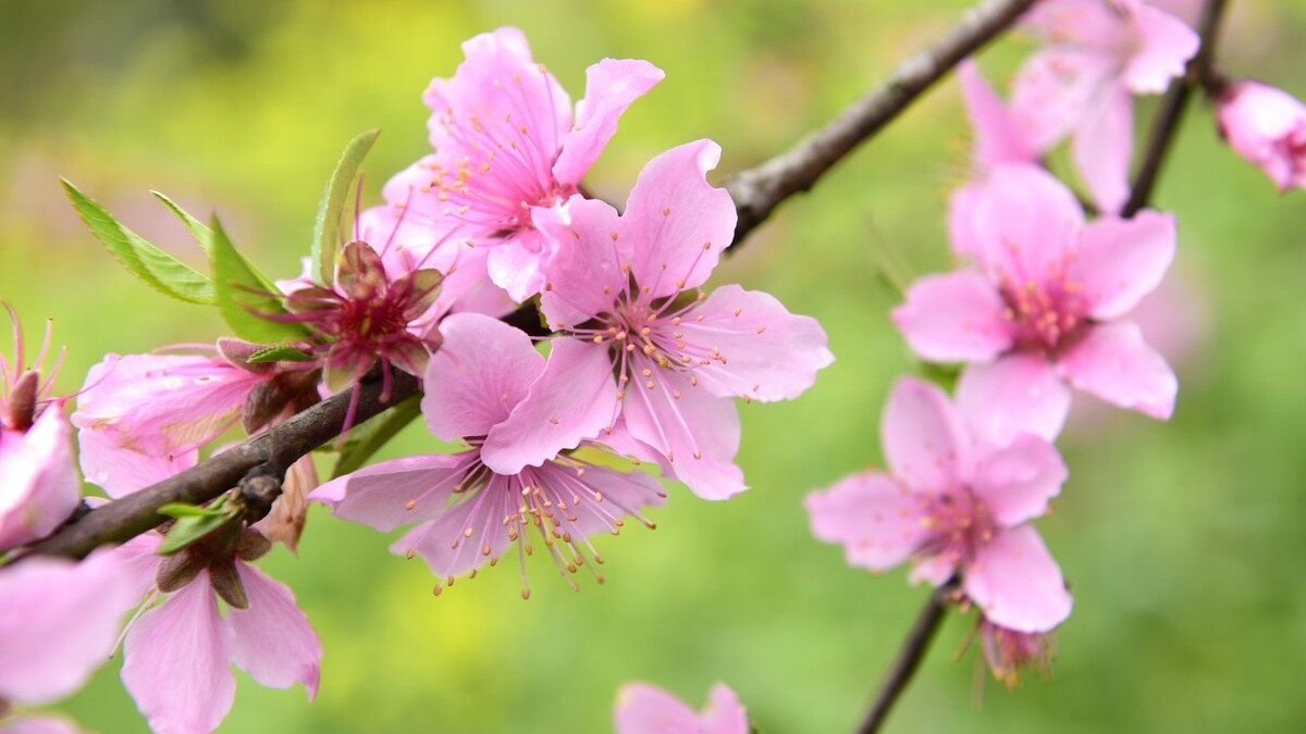 春到桃花水，飘然一叶舟。读古诗词，邂逅时光里的桃花流水