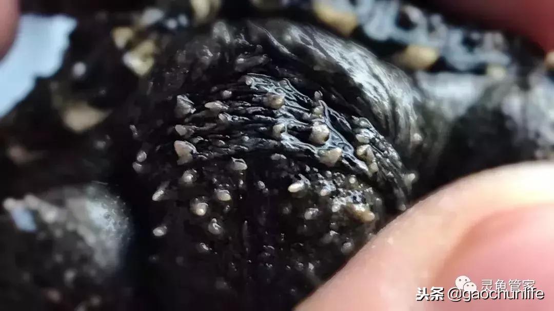 龟不痛不痒有点出血水,龟不伸头无力