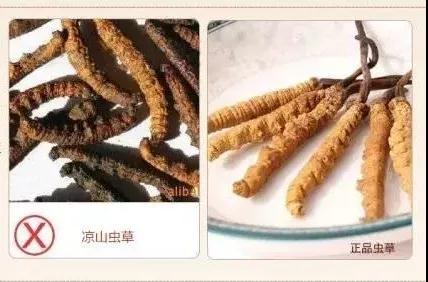 冬虫夏草什么地方最好,哪些地方的冬虫夏草功效好