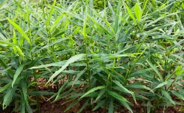 无公害生姜生产,生姜田间种植高产技术讲解