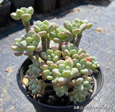 多肉劳尔开花会死吗,劳尔夏必死浴神为何能度夏