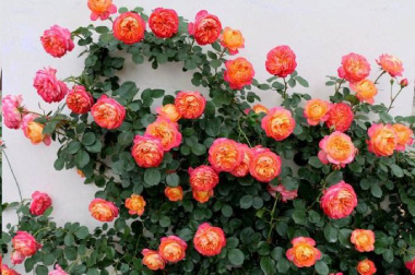 月季叶子发黄花苞枯萎怎么办,藤本月季新芽枯萎黄叶