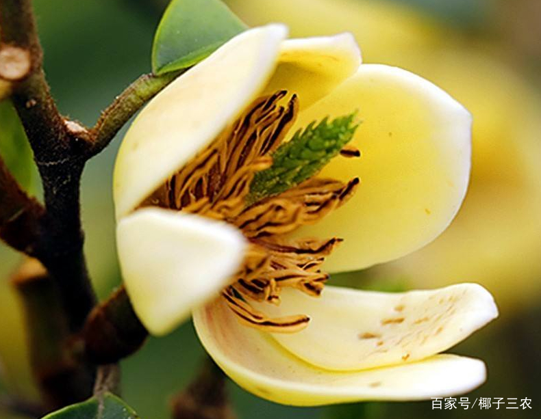 含笑花的繁殖方法和注意事项视频,含笑花的养殖方法和注意事项