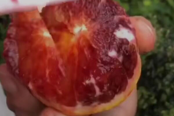 血橙种植前景怎么样,塔罗科血橙栽培管理技术