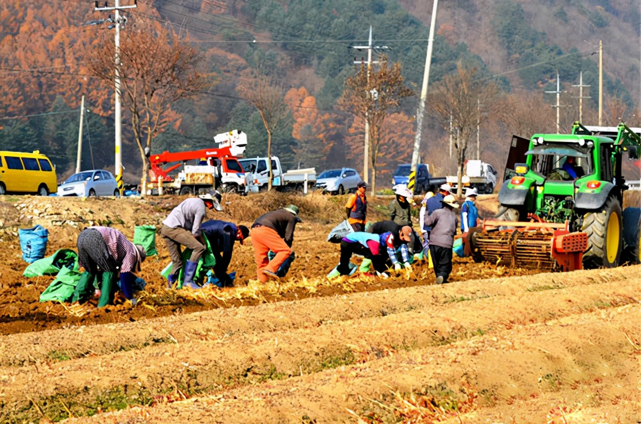 闊╁浗浜哄枬鐨勯珮涓藉弬,闊╁浗浜烘湇鐢ㄩ珮涓藉弬