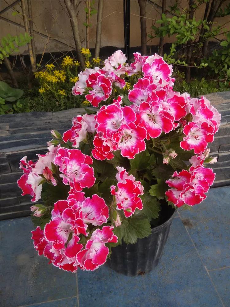 10种天竺葵,天竺葵100种图片大全