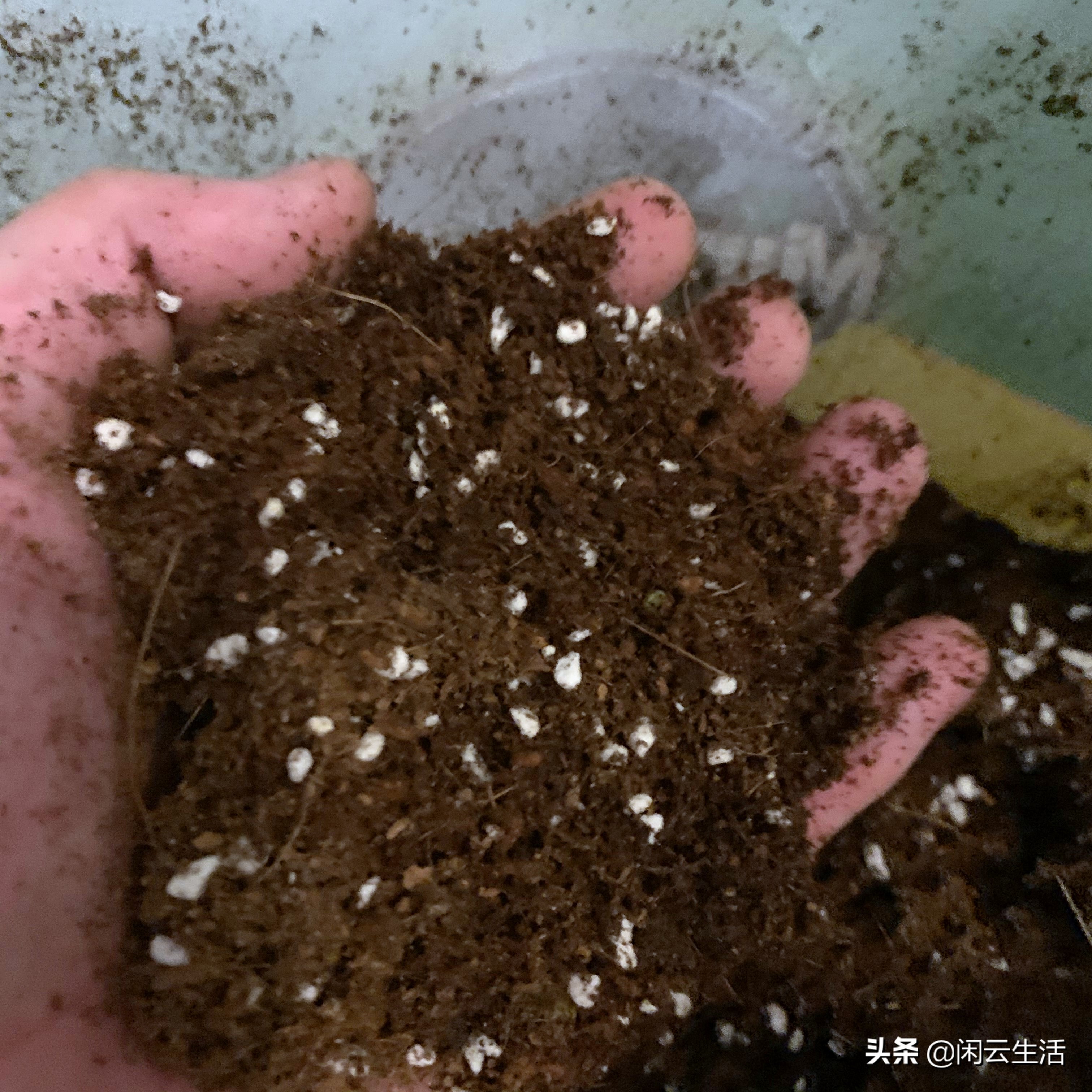 还在买几块钱包邮的营养土吗？快停止吧！——室内植物配土说明