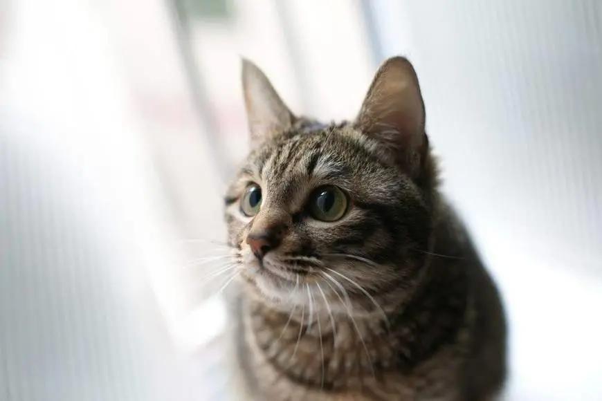 cfa赛级猫狸花猫,cfa认可狸花猫吗