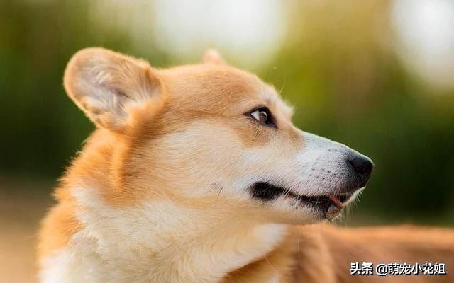 狗狗到底适不适合吃生骨肉,狗狗吃生猪肉有危害吗