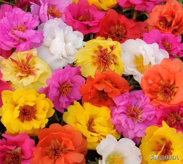 40平米阳台花园打造方法,阳台打造花园效果图大全