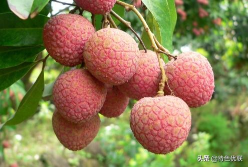 四川泸州的特产是什么,四川泸州古蔺特产鸡