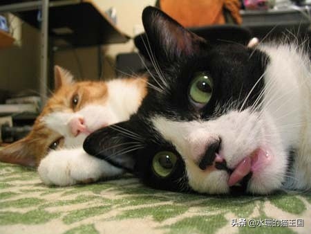 夏日炎炎,谨防猫咪中暑!如何区分热射病和日射病?中暑咋办?