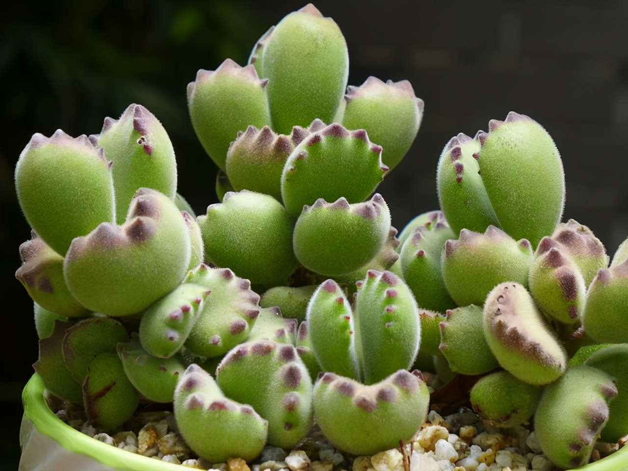 多肉雅乐之舞和晚霞之舞,爱跳舞的植物有哪些