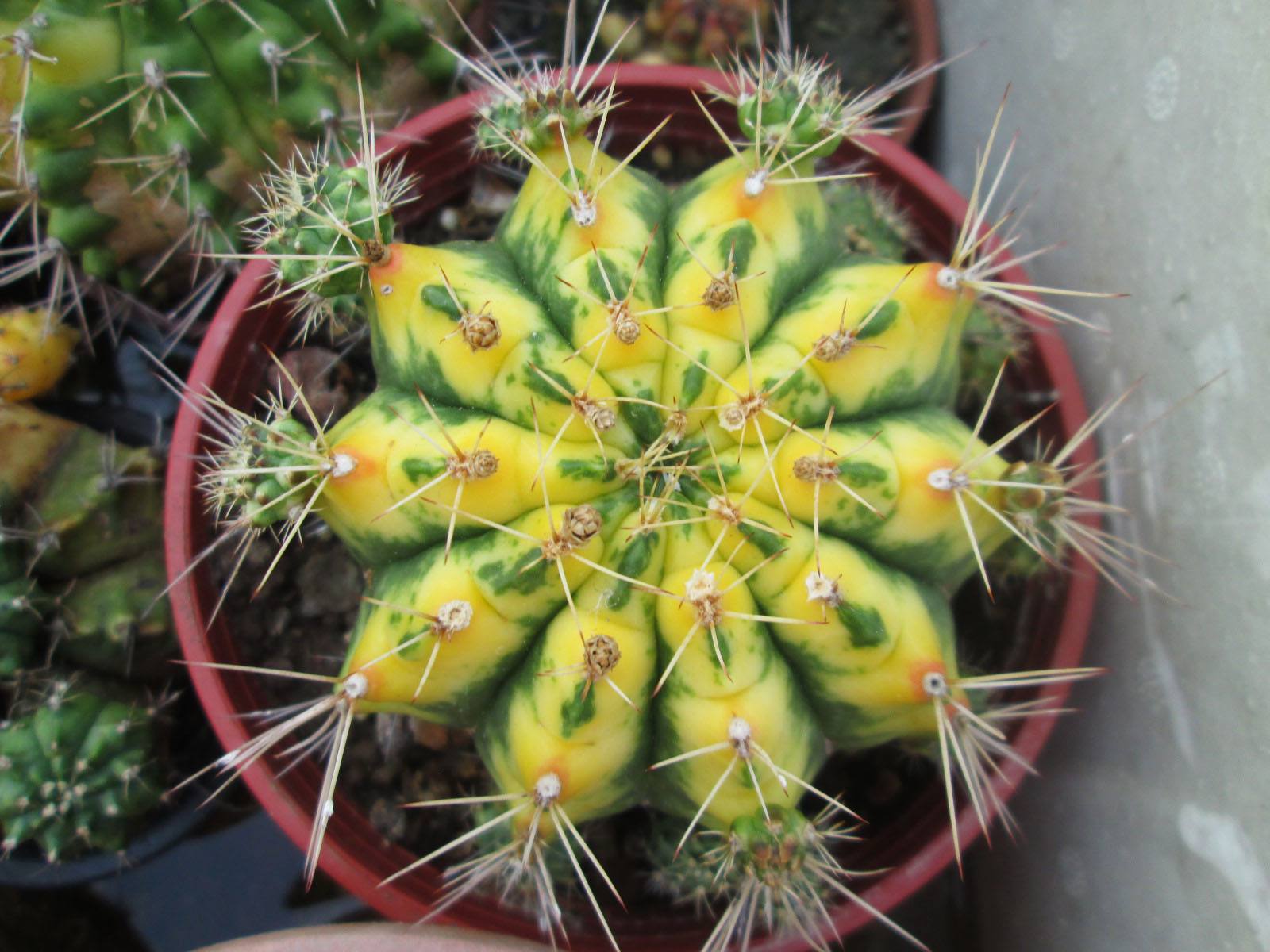 101仙人球,101个仙人球品种