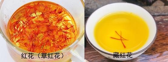 真假藏红花泡水图片,如何辨别藏红花真假