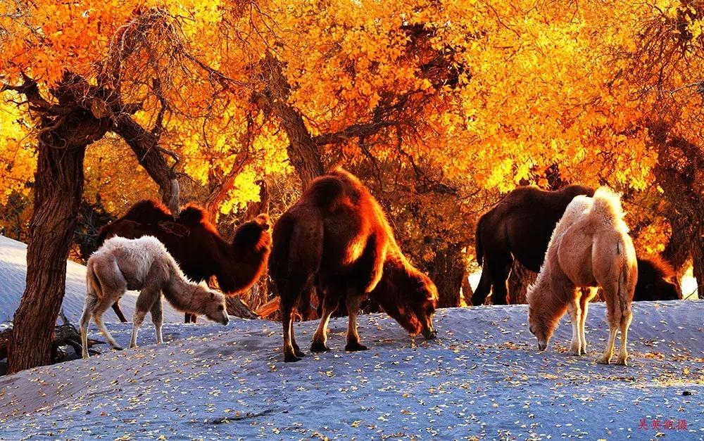 额济纳旅游自由行攻略,额济纳旗旅游最佳省钱攻略