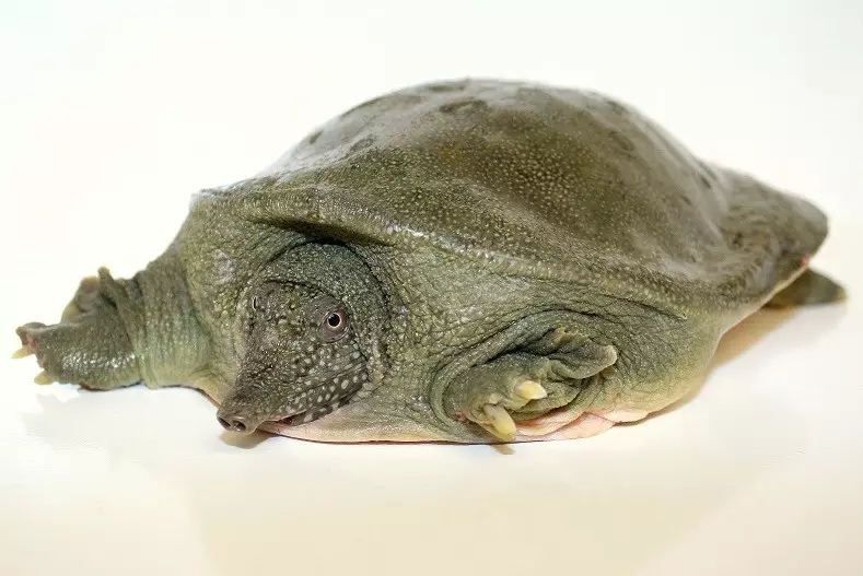 在家饲养小甲鱼的正确方法,家庭鱼池如何养小甲鱼