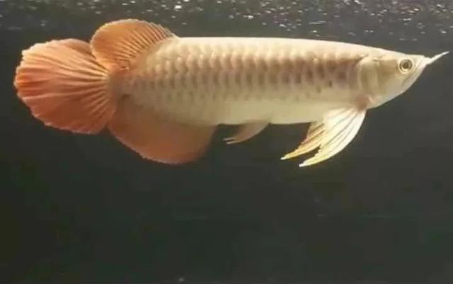 红龙哪种品种最好,如何挑选20公分以下的红龙