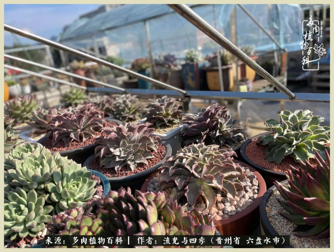 国庆假期你快乐吗?来,凉都美肉与你相伴一一小乌木的霸气东云