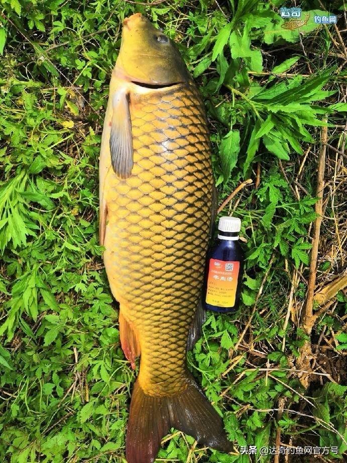 用玉米钓野生鲤鱼,手竿钓鲢鱼没有口
