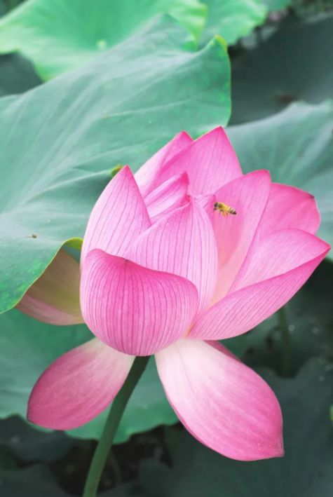 中国水墨荷花欣赏映日荷花别样红,映日荷花别样红写的是哪里的荷花