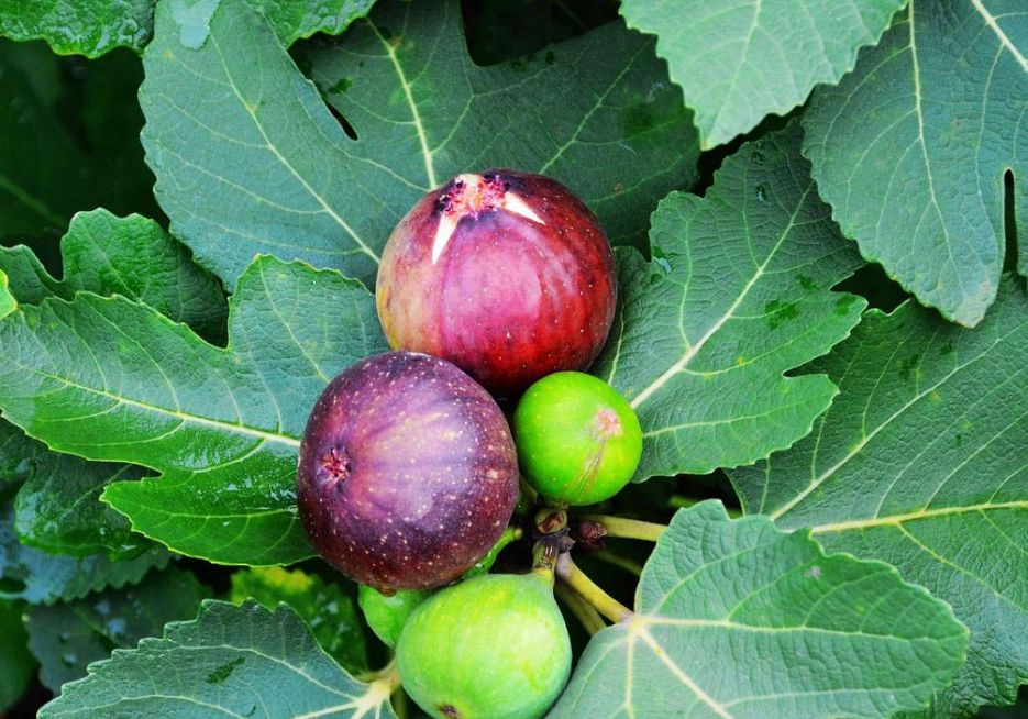 无花果可以种在院子里吗,无花果可以种在有棚的院子里吗