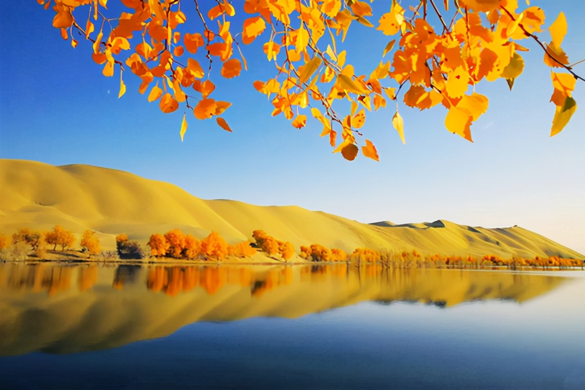 艺术家朗诵不朽的胡杨,千年不朽的胡杨