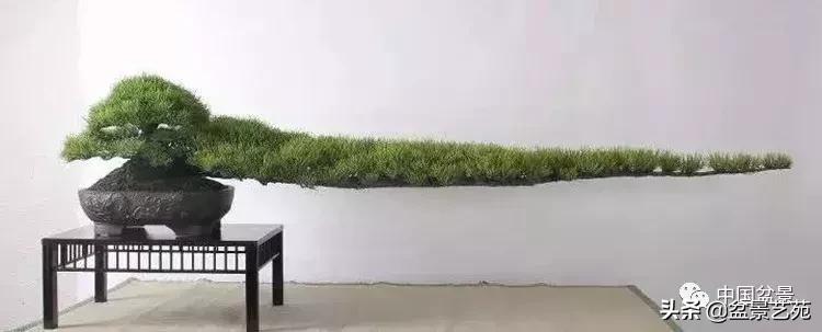 回旋飘枝盆景,带飘枝的室外盆景