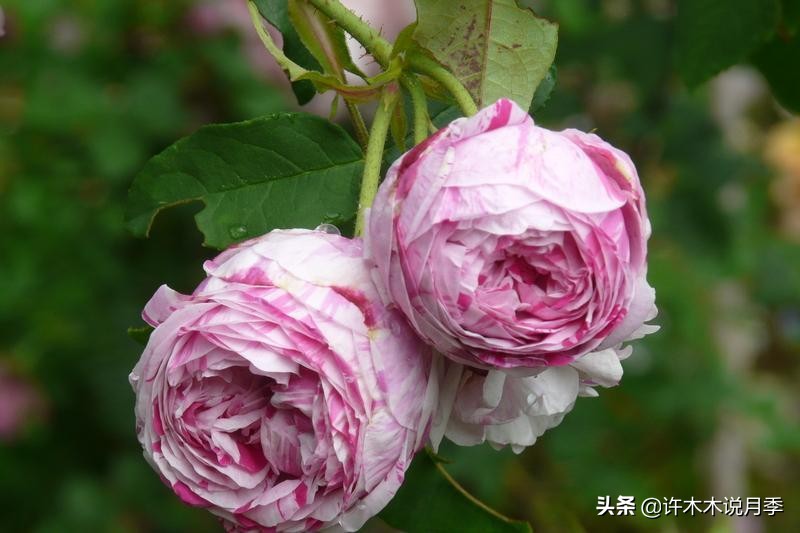 25个经典藤本月季大盘点。种一颗花满墙，新手好养长得快