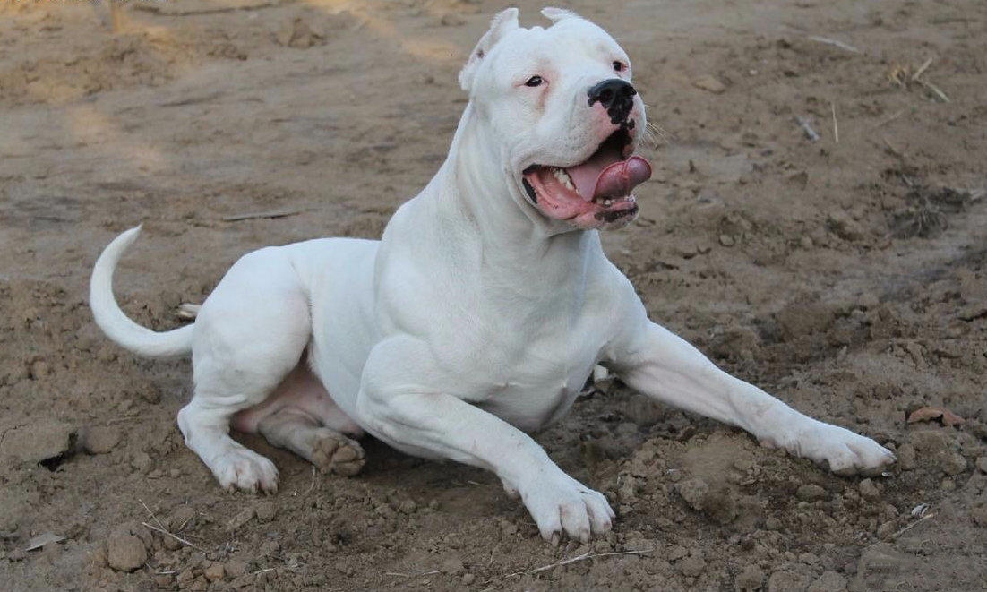 家里能养上这些猛犬，小偷就不敢惦记了