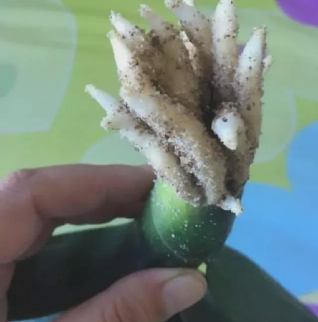 君子兰叶子少软蔫了咋办,君子兰叶子瘦怎么办