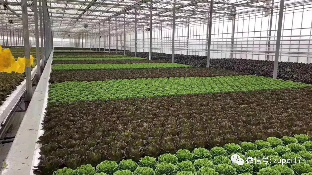 小型温室大棚用什么样的大棚,塑料大棚对比玻璃大棚