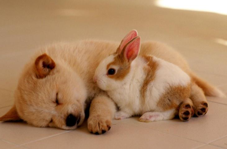 狗狗刚生完小狗注意事项,狗狗刚生完小狗喂什么