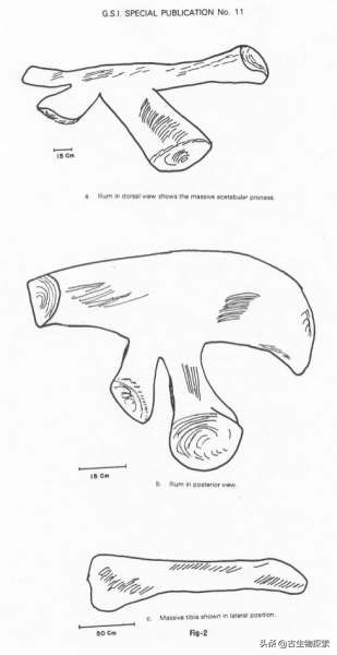 所有蜥脚类恐龙大小对比,各种蜥脚类恐龙大小体型比较